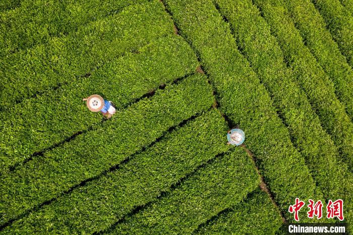茶農(nóng)正在采摘新鮮茶葉?！√普?攝