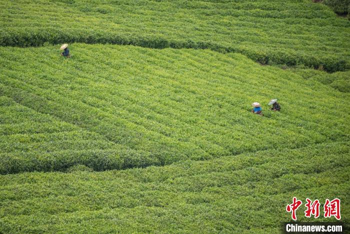 茶農(nóng)采摘谷雨茶?！√普?攝
