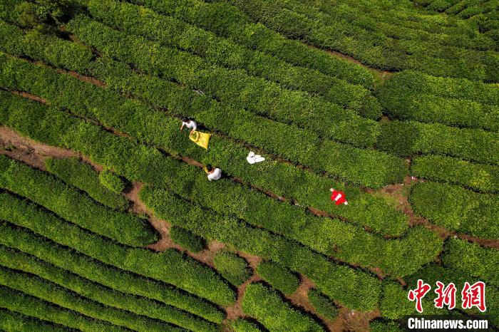 茶農(nóng)正在采摘新鮮茶葉。　唐哲 攝