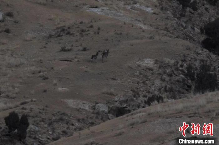 圖為兩只馬鹿在山坡上行走?！〔湃?攝