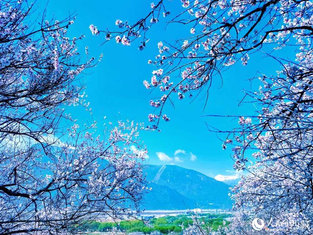 桃花在藍天白云的映襯下分外好看。人民網(wǎng) 李海霞攝