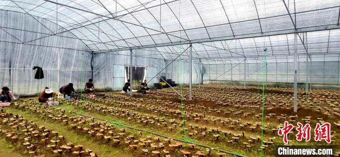 圖為紅太陽(yáng)科技示范家庭農(nóng)場(chǎng)組織民眾采收靈芝。　平措旺青供圖